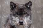 Gray wolf in winter with falling snow Art Print